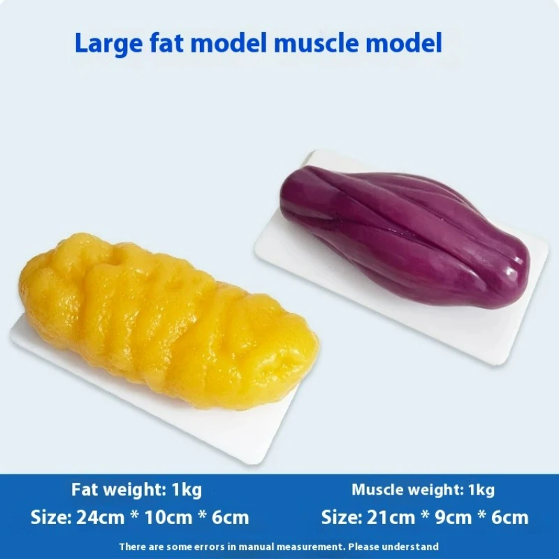 Nutrition Fitness Center - Réplicas de Músculo y Grasa Humana,